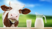 Аллергия на коровье молоко у грудничка